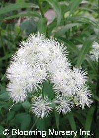 Thalictrum aquilegifolium 'Album'                   